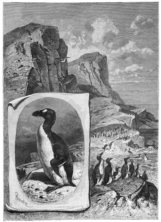 Great Auk · Extinction Archives